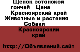 Щенок эстонской гончей › Цена ­ 500 - Красноярский край Животные и растения » Собаки   . Красноярский край